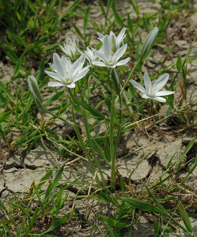 Изображение особи Ornithogalum navaschinii.