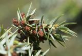 Juniperus oxycedrus. Верхушка ветви с мужскими стробилами. Испания, автономное сообщество Каталония, провинция Жирона, комарка Альт Эмпорда, муниципалитет Кадакес, окр. масии Rabassers de Baix, запруда на водотоке Rec de Ses Culasses, высокая береговая терраса. 16.02.2020.