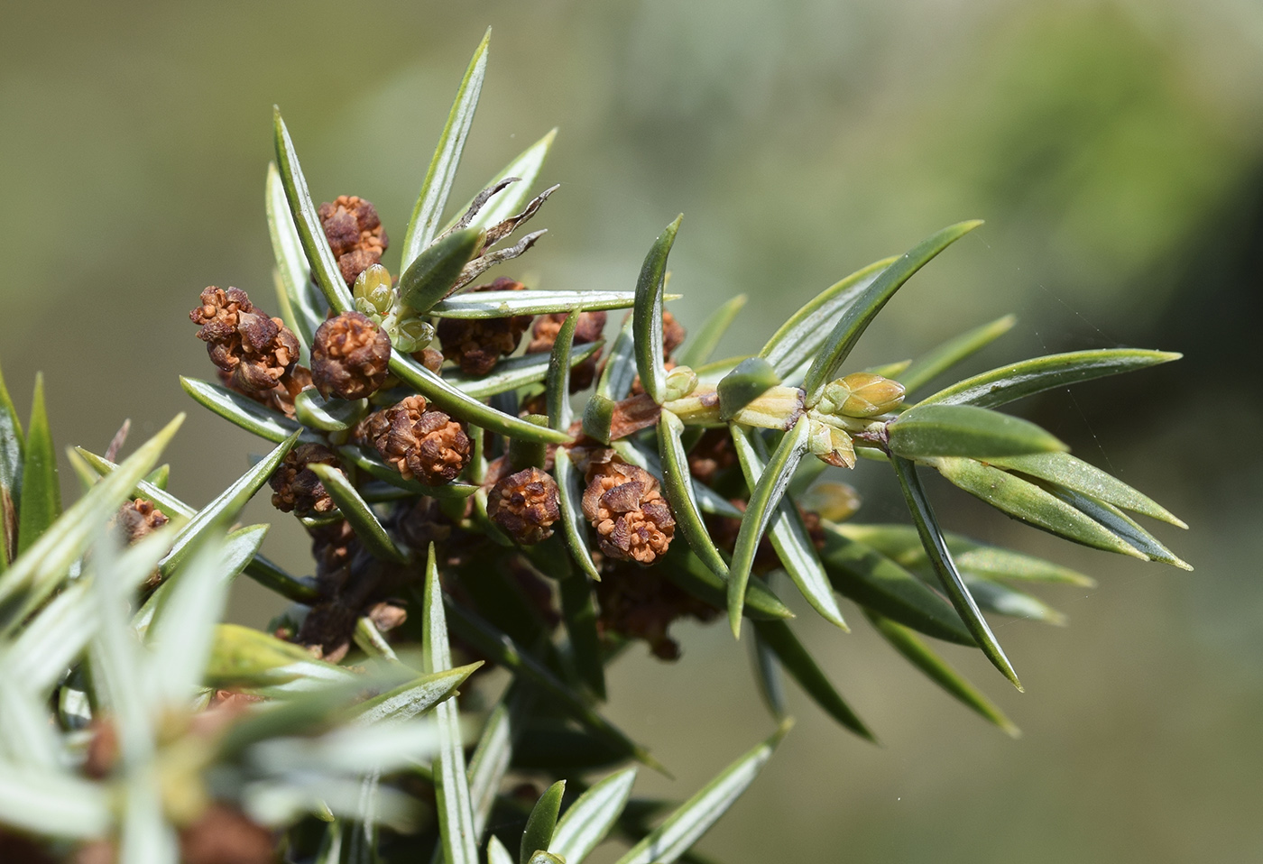 Изображение особи Juniperus oxycedrus.