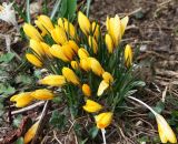 Crocus angustifolius. Цветущее растение. Московская обл., Одинцовский р-н, г. Кубинка, цветник. 21.04.2020.