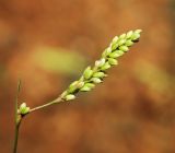 Persicaria trigonocarpa. Соцветие. Приморский край, г. Находка, берег оз. Солёное, насыпь. 30.08.2020.