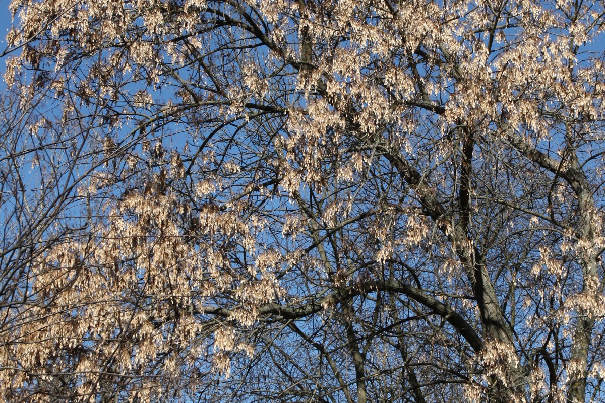 Image of Fraxinus pennsylvanica specimen.