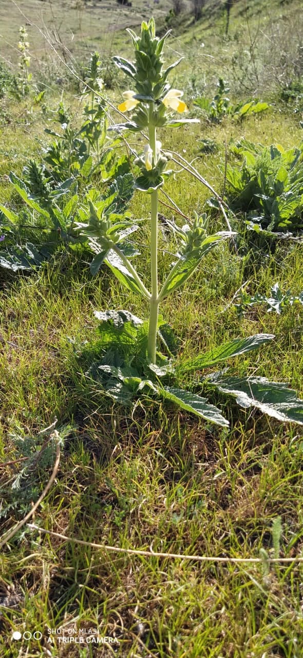 Image of Phlomoides labiosa specimen.