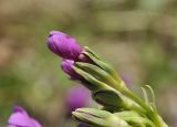 Primula patens