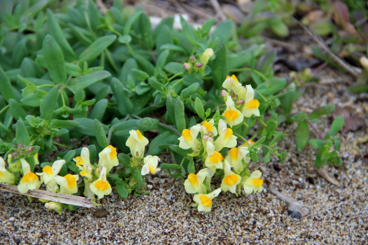 Изображение особи Linaria japonica.