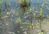 Persicaria amphibia