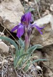 Iris timofejewii. Цветущее растение. Дагестан, Левашинский р-н, окр. с. Цудахар, глинистый склон. 9 мая 2022 г.