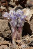 Orobanche coerulescens