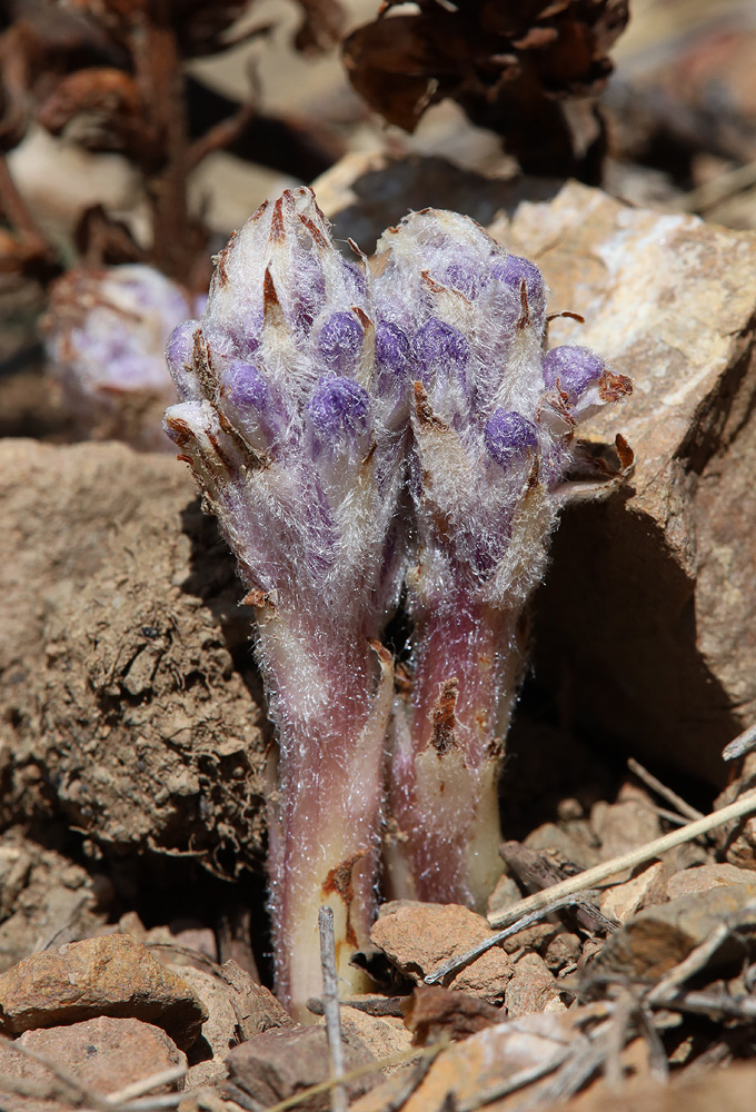 Image of Orobanche coerulescens specimen.