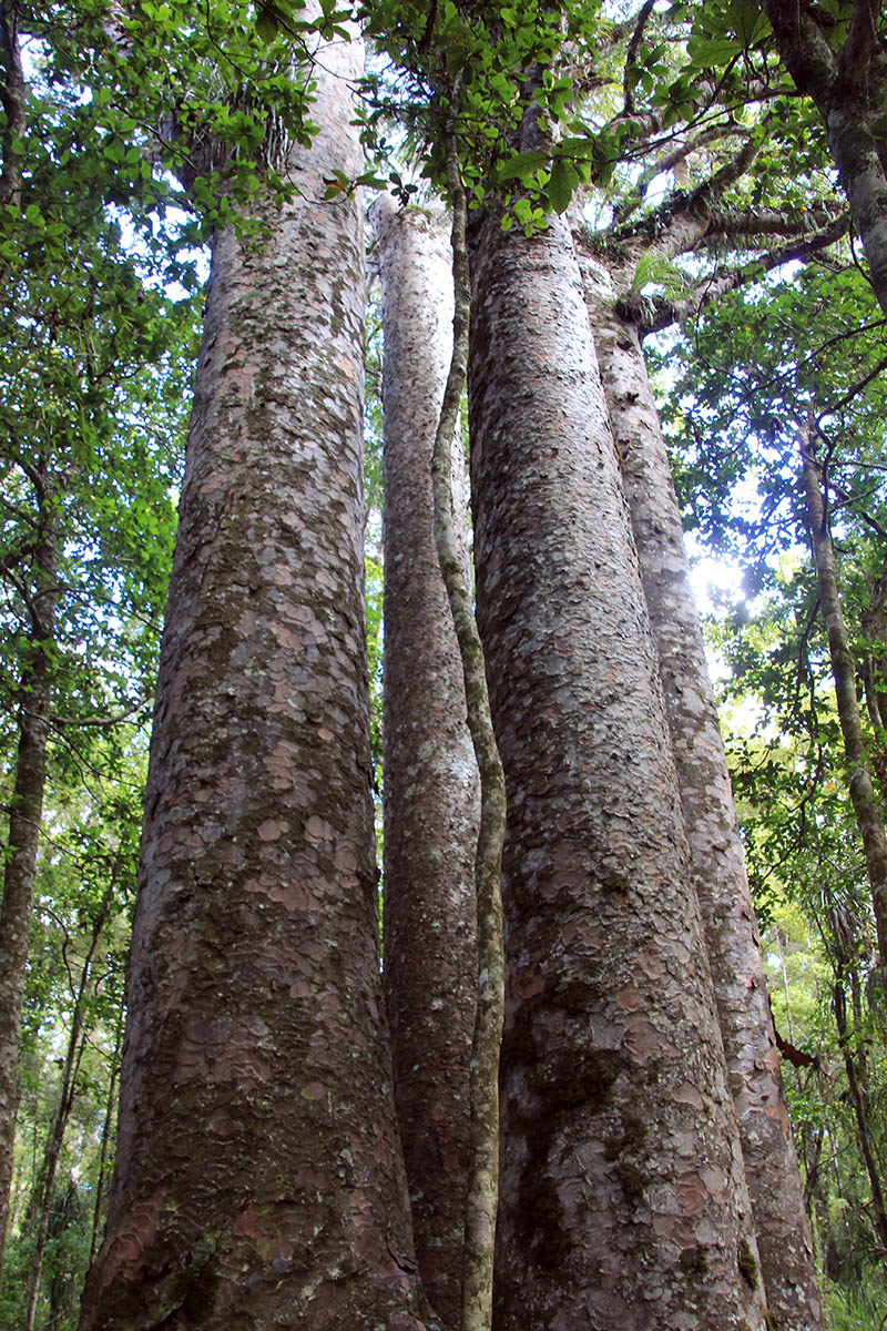 Image of Agathis australis specimen.