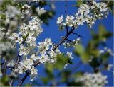 Prunus domestica