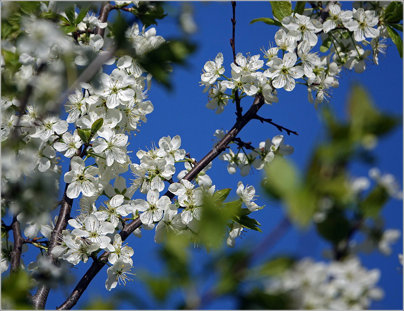 Image of Prunus domestica specimen.