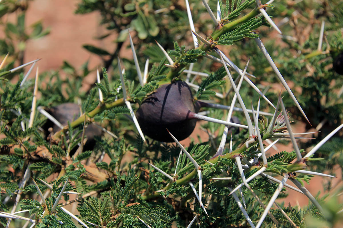 Изображение особи Vachellia drepanolobium.