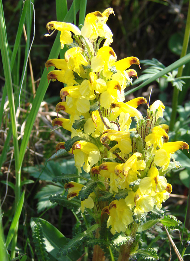 Изображение особи Pedicularis oederi.