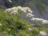 Heracleum freynianum