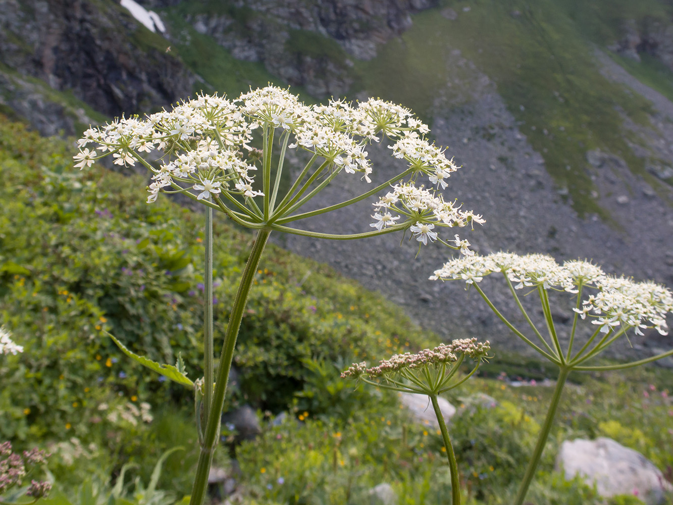 Изображение особи Heracleum freynianum.