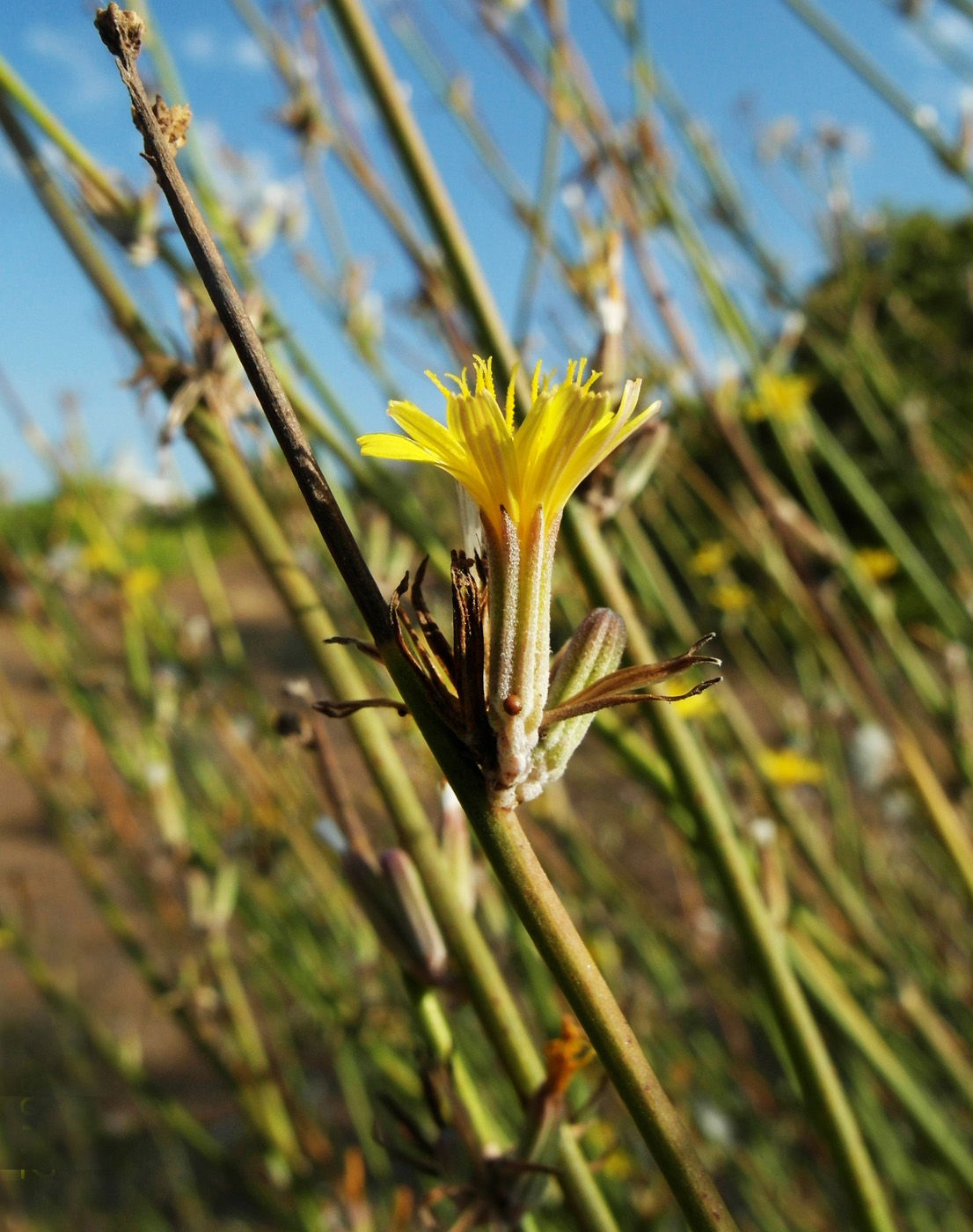 Image of Chondrilla juncea specimen.