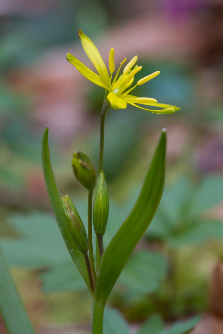 Изображение особи Gagea lutea.