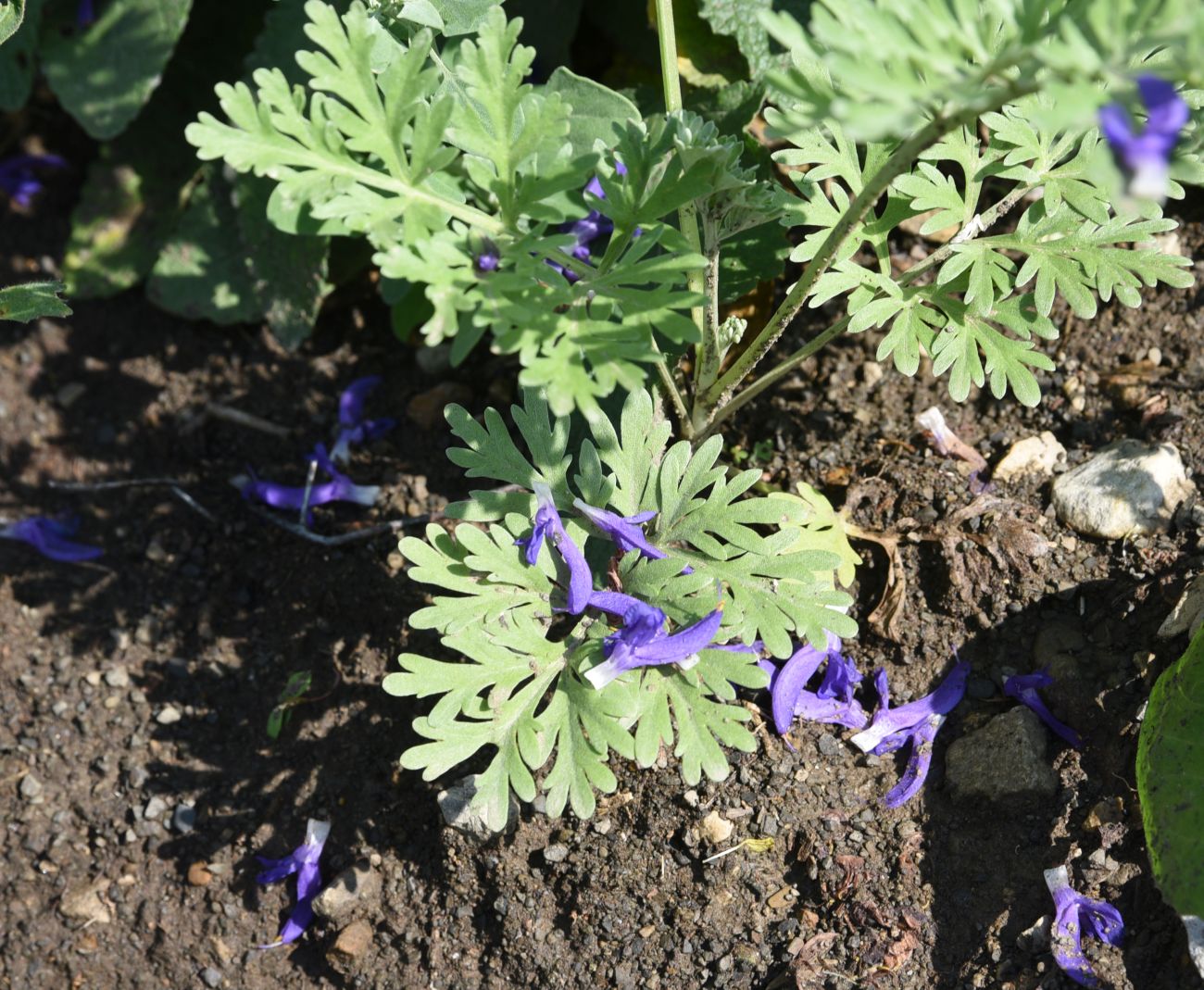 Изображение особи Artemisia absinthium.