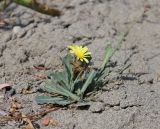 Paramicrorhynchus procumbens