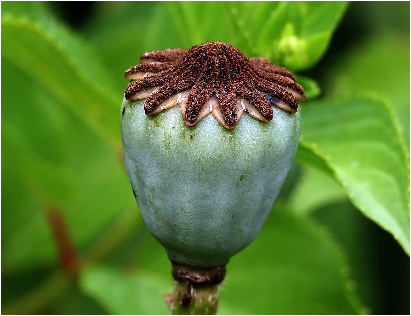 Image of Papaver setiferum specimen.