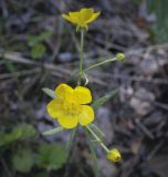 Ranunculus propinquus. Цветок. Пермский край, Кунгурский р-н, правый берег р. Сылва, ур. Камень Ермак, берёзово-сосновый лес, опушка. 04.06.2022.