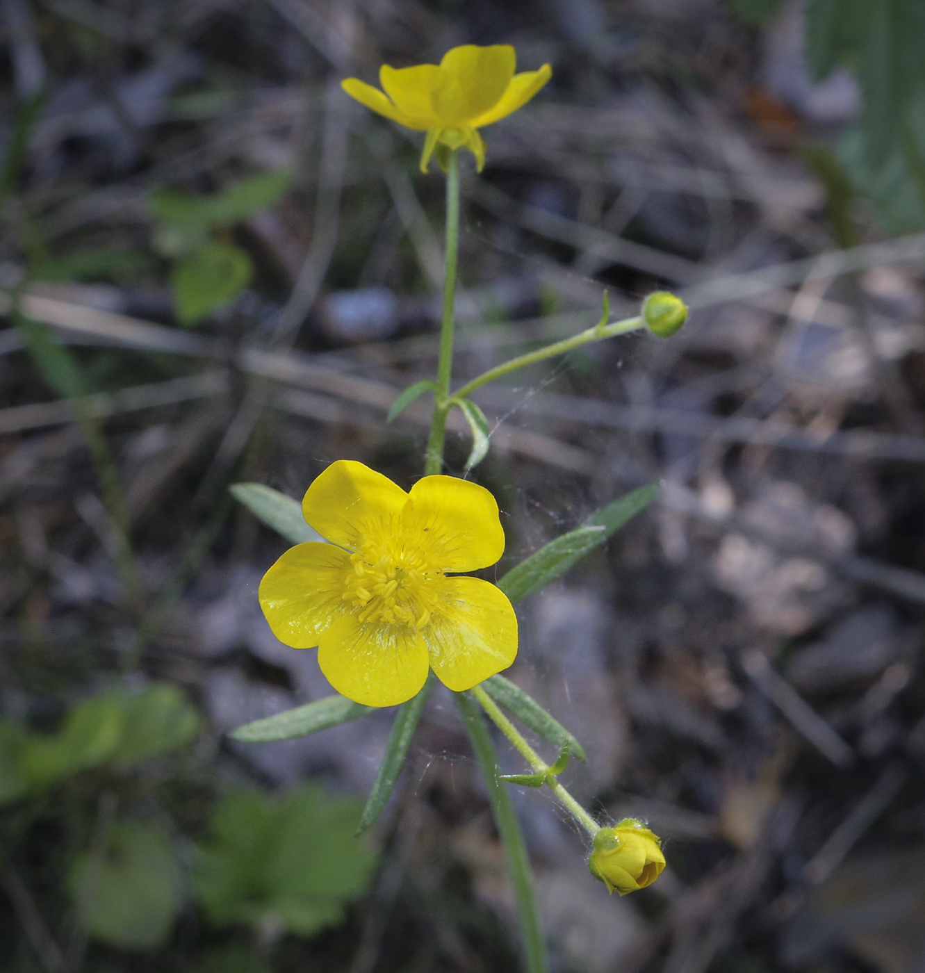 Изображение особи Ranunculus propinquus.