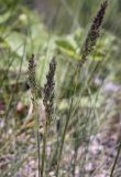 genus Poa. Соцветия в начале цветения. Пермский край, Кунгурский р-н, правый берег р. Сылва, ур. Камень Ермак, вершина скального обнажения. 04.06.2020.