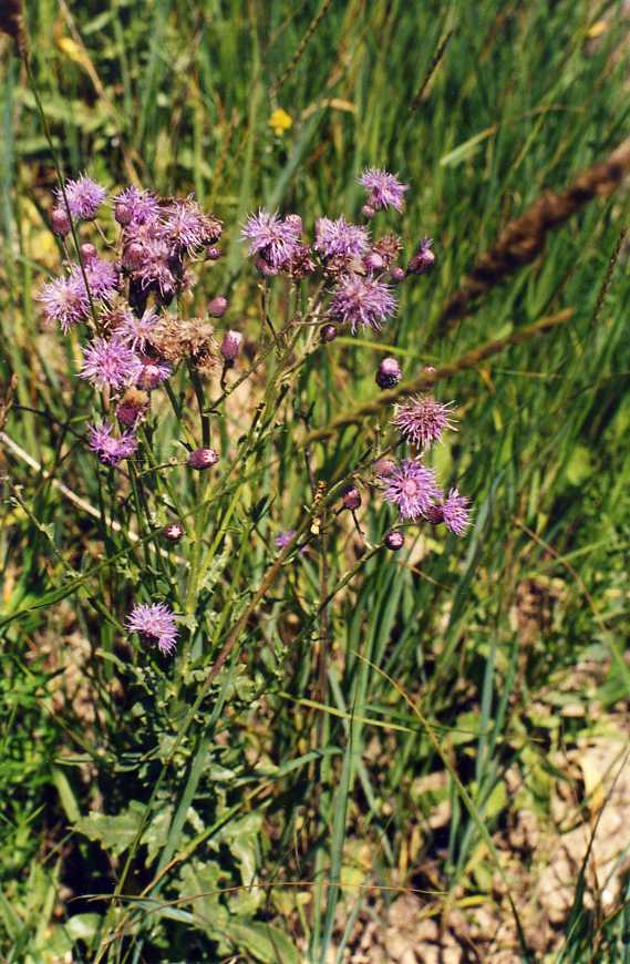 Image of Cirsium arvense specimen.