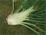 Foeniculum vulgare