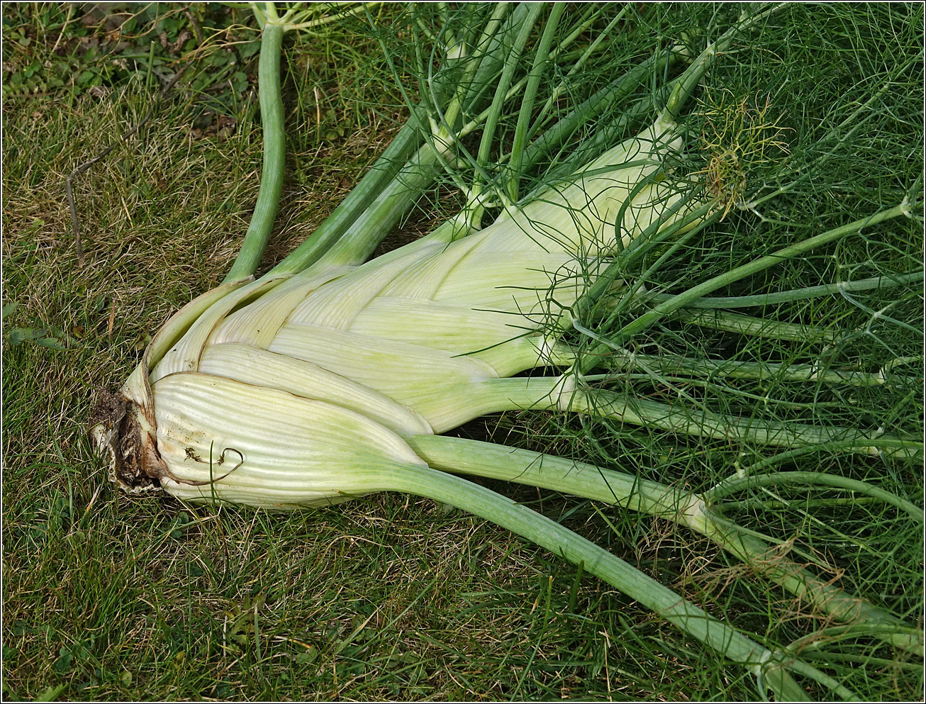 Image of Foeniculum vulgare specimen.