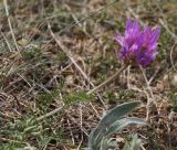 Astragalus onobrychis