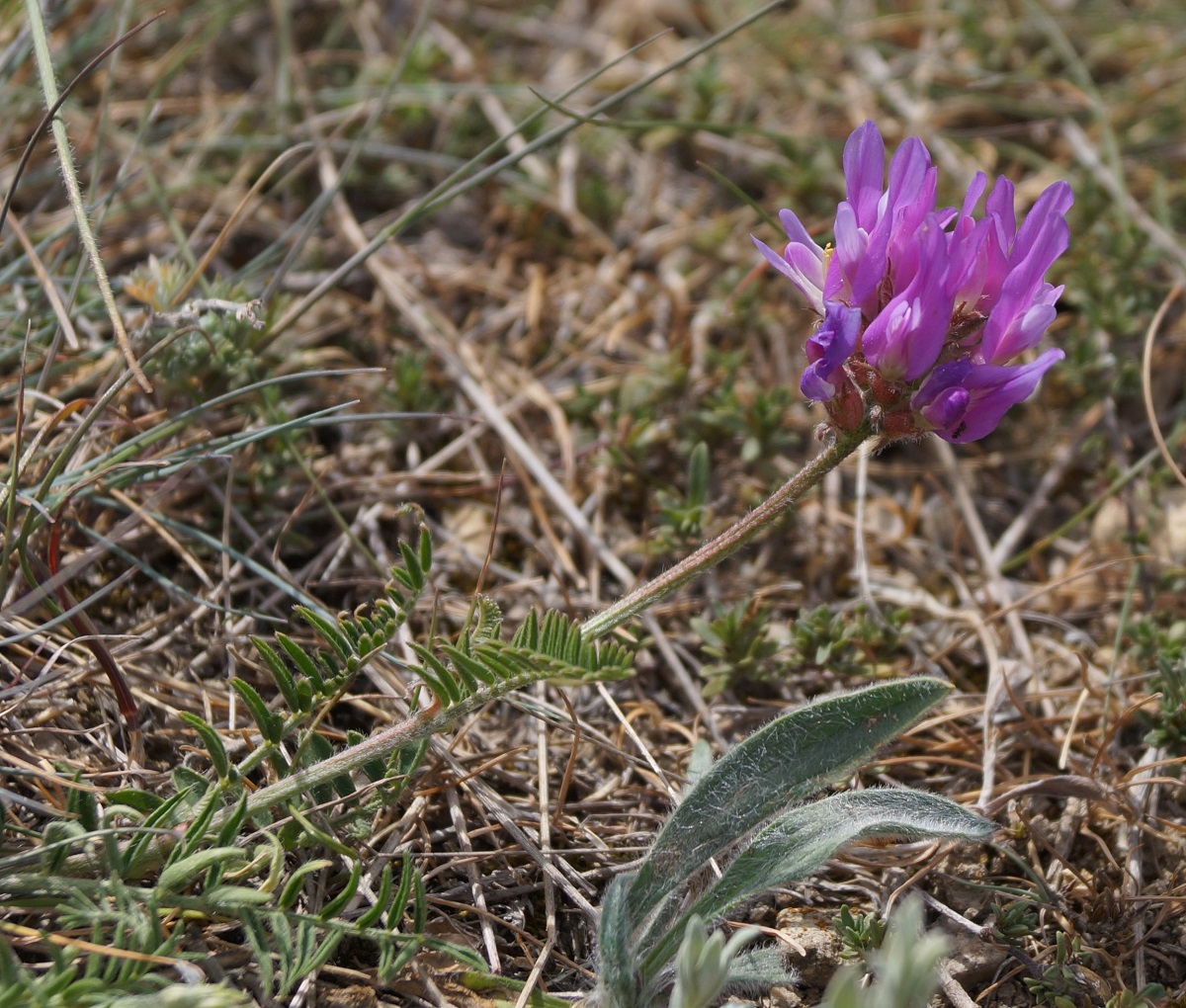 Image of Astragalus onobrychis specimen.