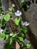 Cydonia oblonga. Часть ветви с цветками. Дагестан, г. Дербент, в культуре. 04.05.2022.