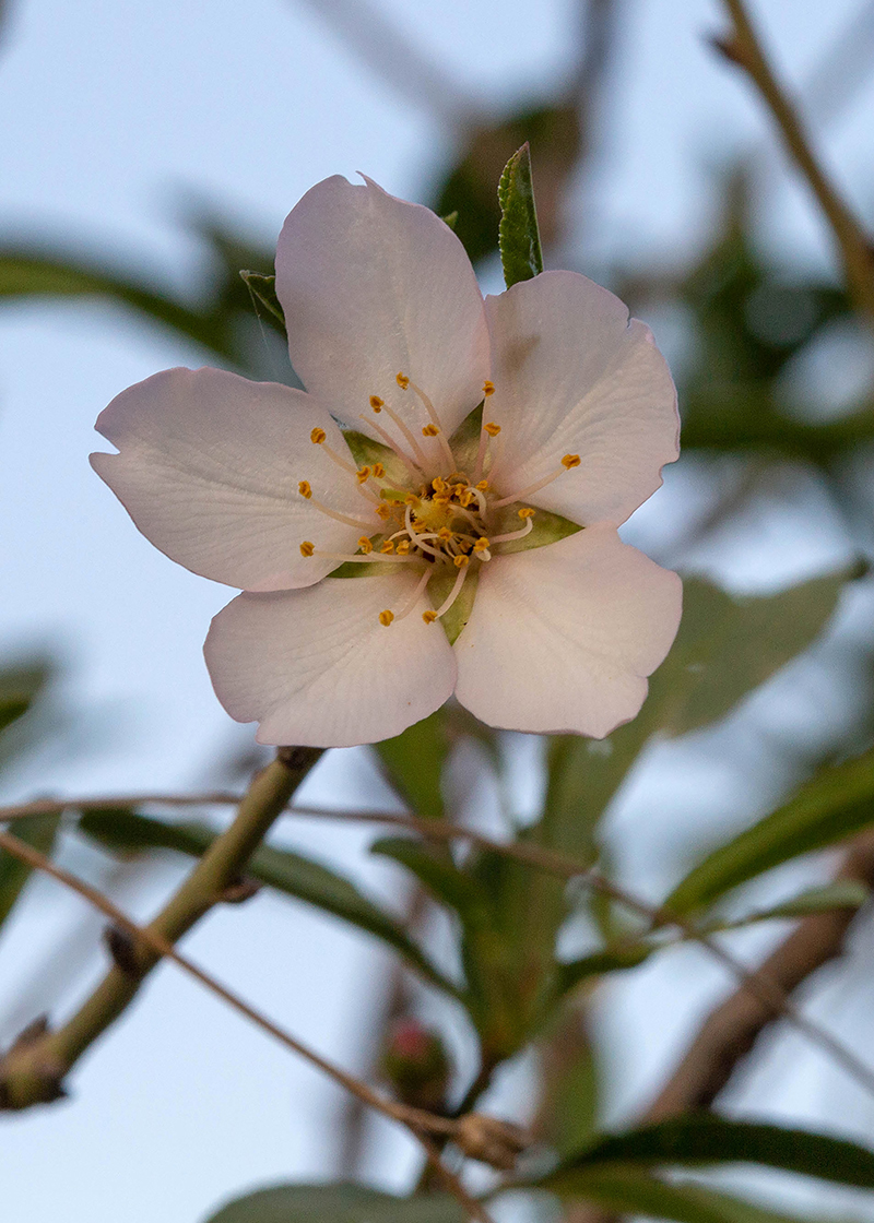 Изображение особи Amygdalus communis.