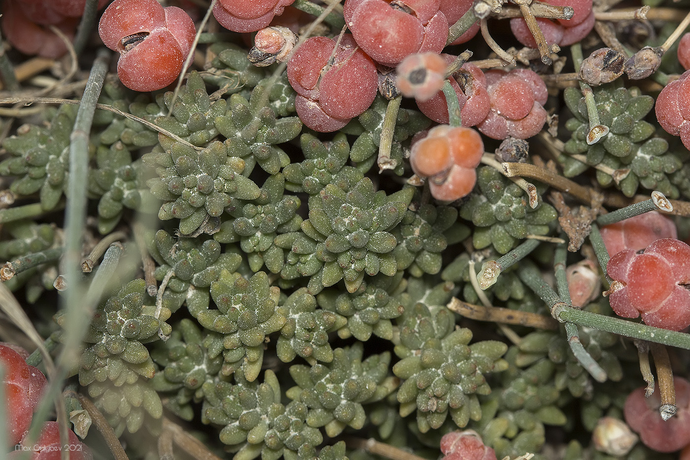 Image of Sedum urvillei specimen.