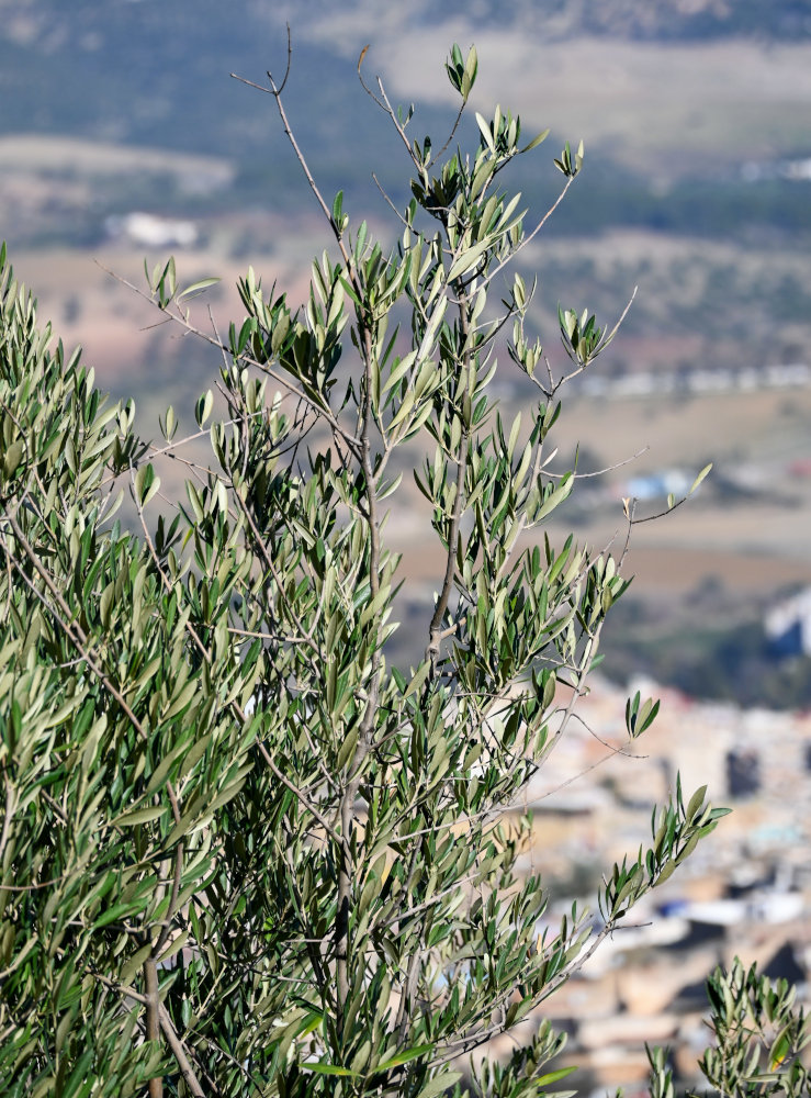 Image of Olea europaea specimen.