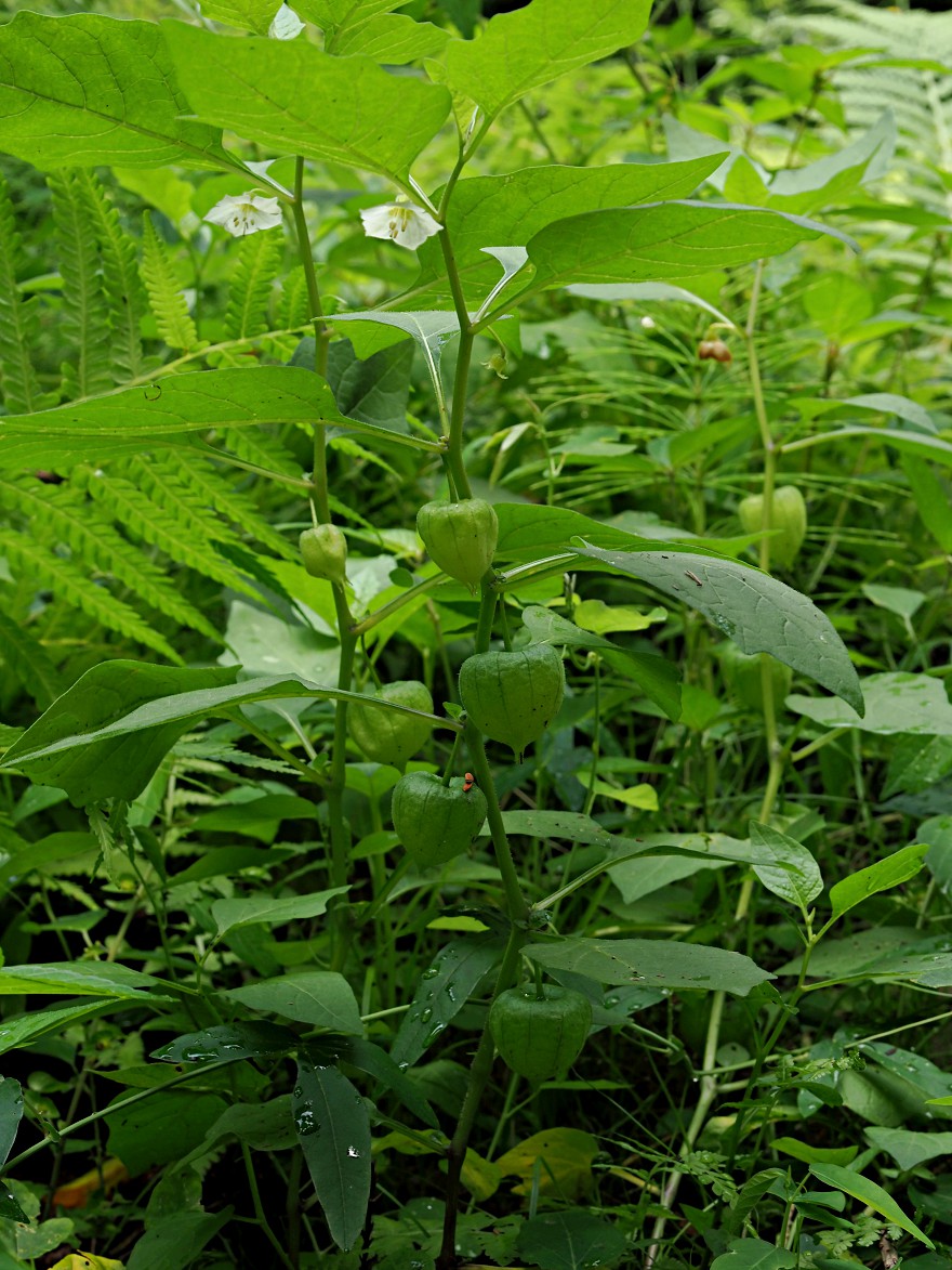 Image of Alkekengi officinarum specimen.