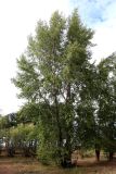 Populus nigra. Взрослое дерево. Республика Татарстан, г. Набережные Челны, Автозаводский р-н, парк «Прибрежный», на прибрежном песке. 07.09.2022.