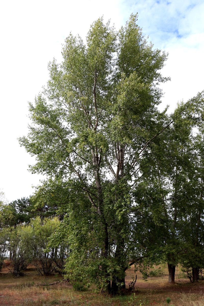 Image of Populus nigra specimen.