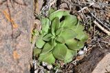 Rosularia glabra