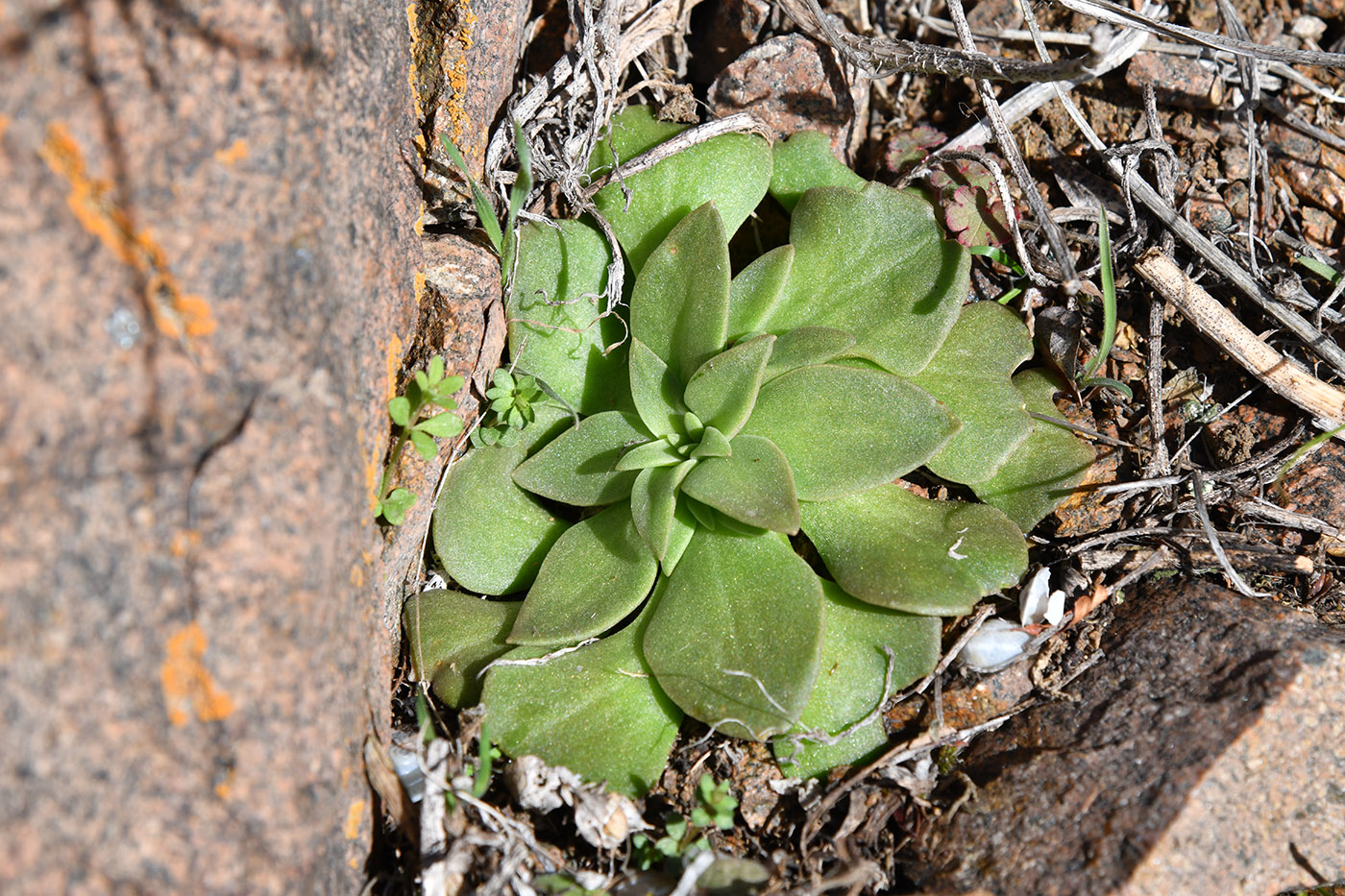 Изображение особи Rosularia glabra.