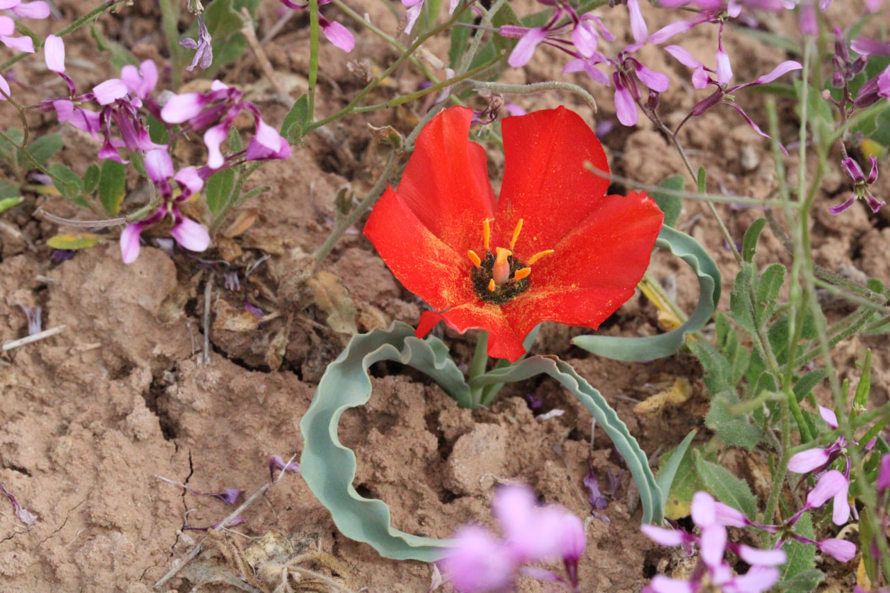 Изображение особи Tulipa korolkowii.