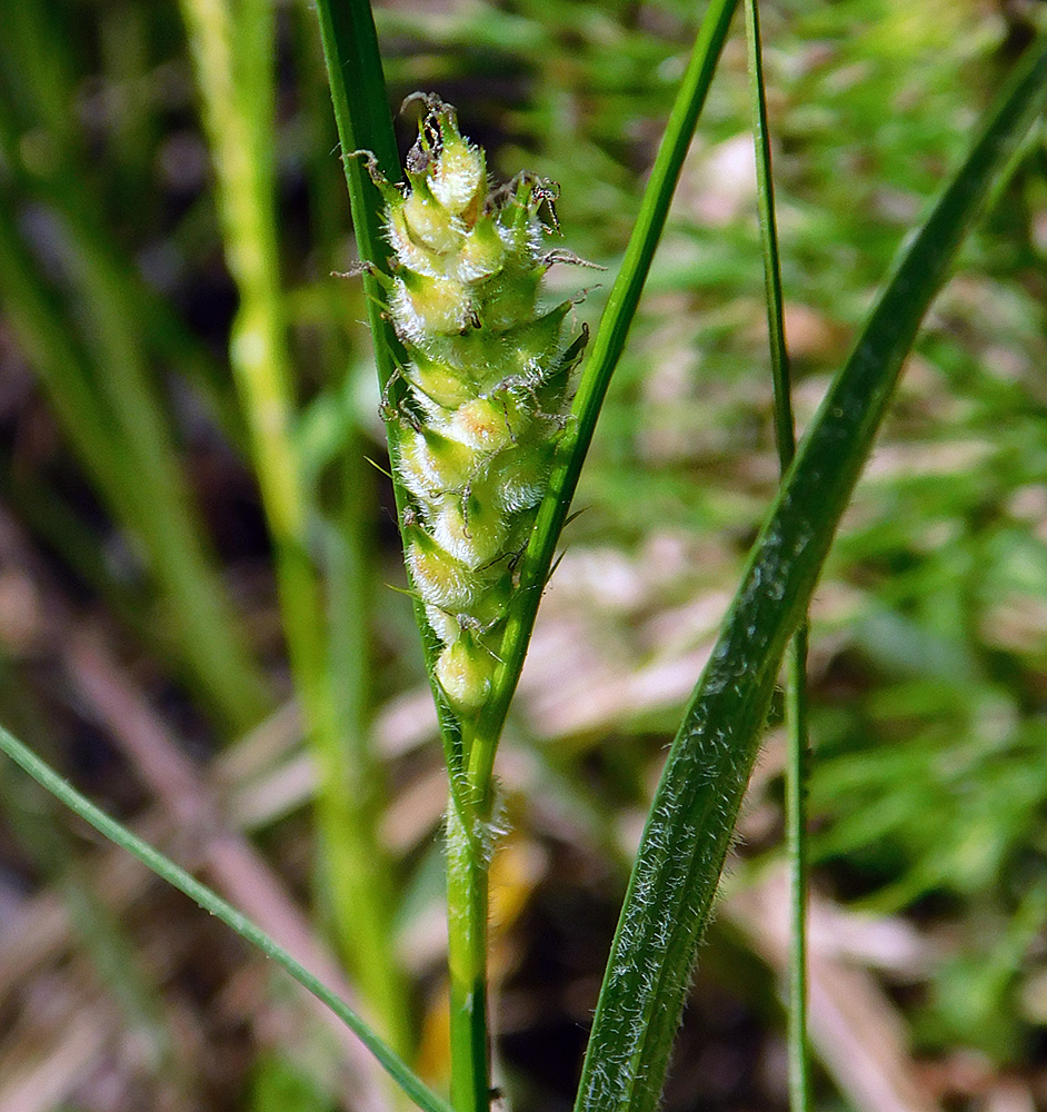 Image of Carex hirta specimen.