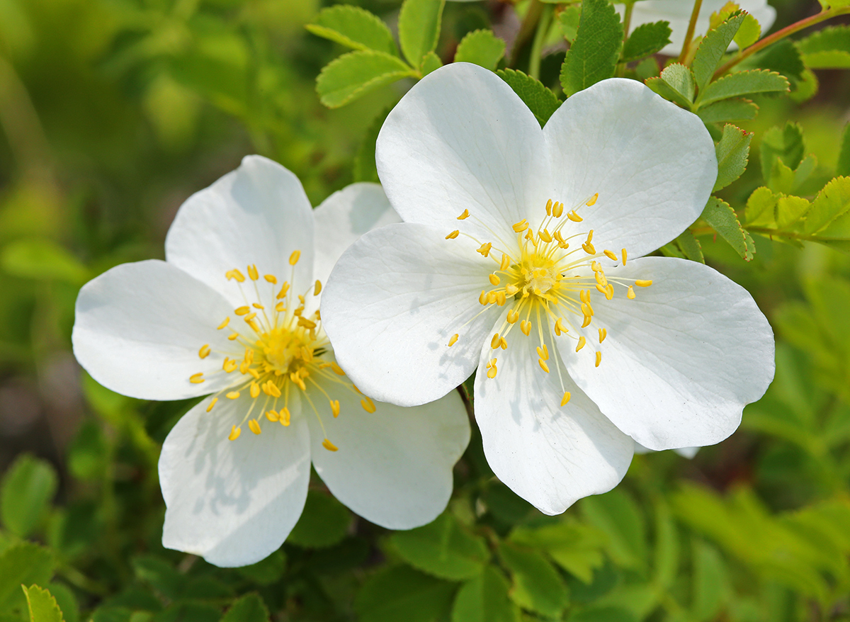 Изображение особи Rosa spinosissima.