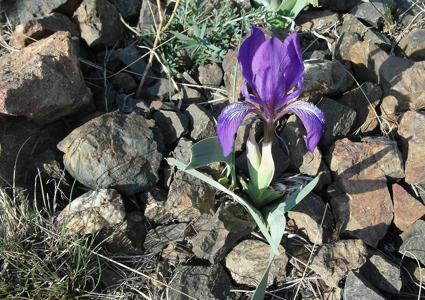 Image of Iris glaucescens specimen.