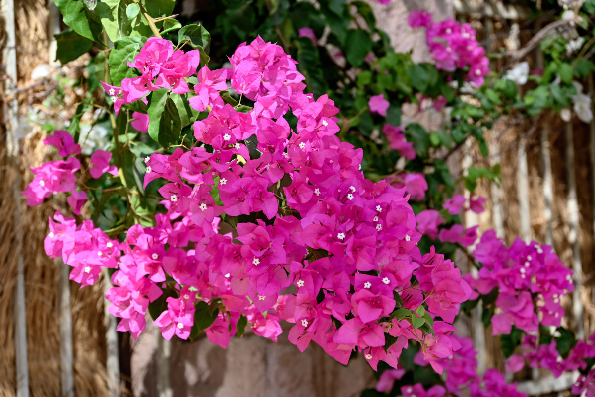 Image of Bougainvillea glabra specimen.