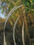 Arabis pendula. Плоды с полностью осыпавшимися створками (видны 2 оставшихся семени). Окр. Томска, долина р. Томи, заросли кустарников. 01.10.2009.
