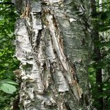 Betula costata. Часть ствола. Хабаровский край, окр. г. Комсомольск-на-Амуре, кедрово-широколиственный лес, у лыжной трассы. 01.07.2023.