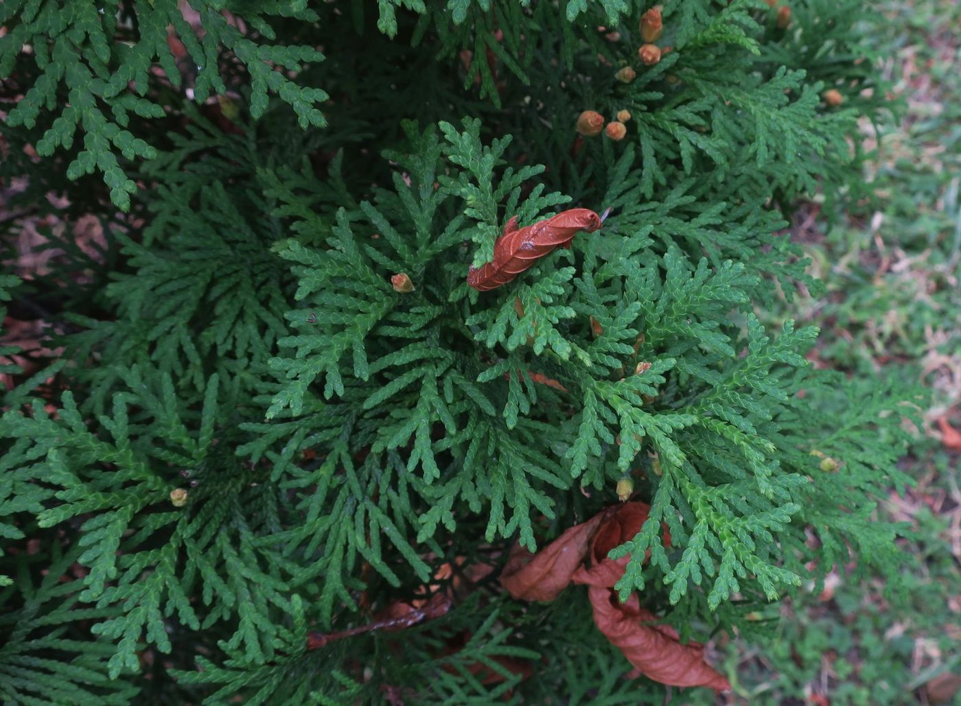 Изображение особи Thuja occidentalis.